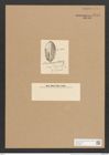 Surirella praetexta Ehr. (de-Toni-Nr.: Genus 53, Species 2302) Zeichnungen Sammlung Grunow Nr. 4753 (NHMW-BOT-W0372867)
